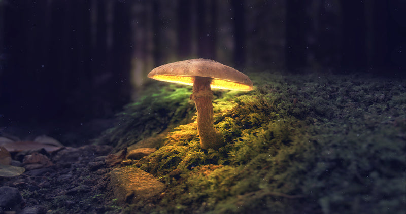How Mushrooms Can Improve Your Health