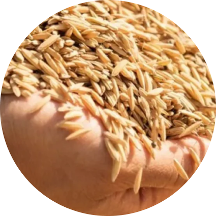 Organic brown rice protein