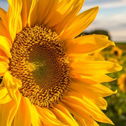 sunflower bcaas