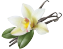 Madagascar Vanilla